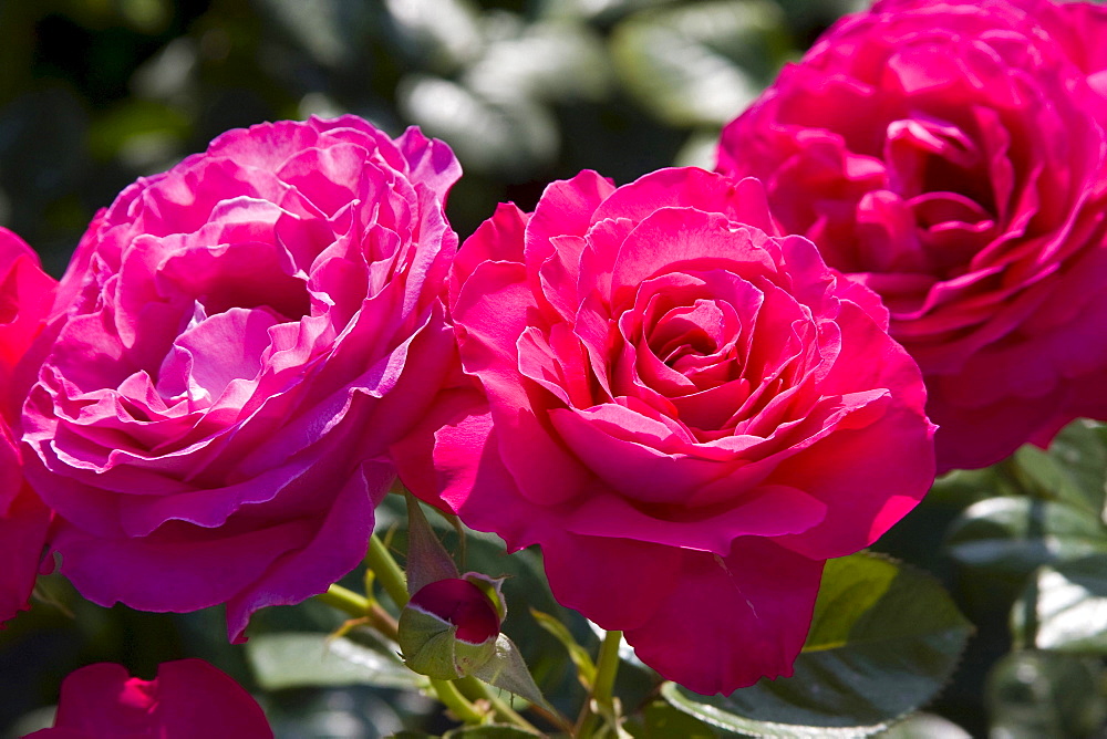 rose 'Baronne Edmond de Rothschild' red blossoms France France