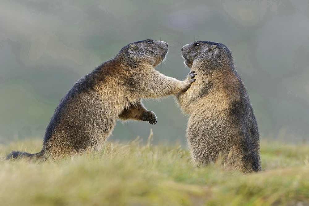 Alpine marmot Alpine marmots standing upright playing portrait Heiligenblut National Park Hohe Tauern osterreich