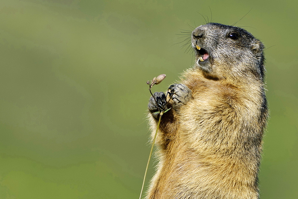 Alpine marmot Alpine marmot standing upright eating on plant portrait Heiligenblut National Park Hohe Tauern osterreich