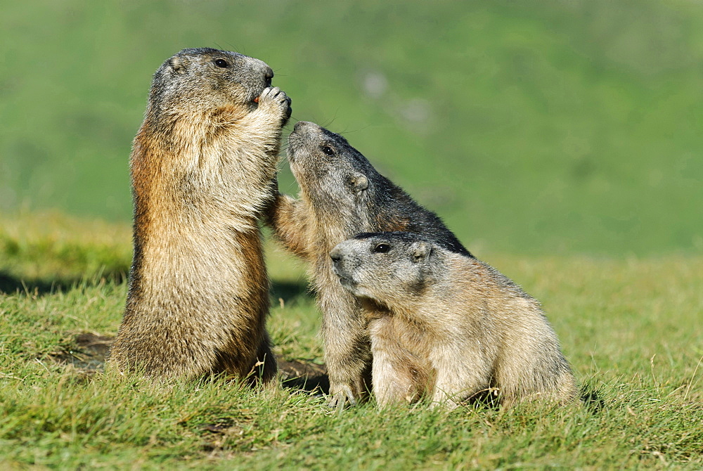 Alpine marmot Alpine marmots sitting eating on meadow behavior portrait Heiligenblut National Park Hohe Tauern osterreich