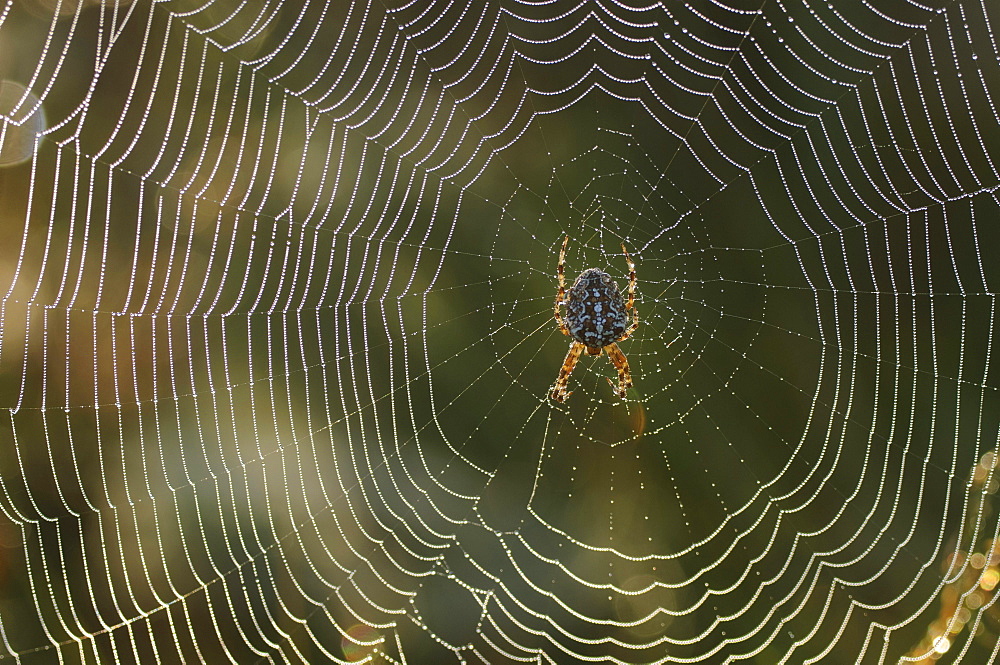 orb-weaver orb-weaver sitting on spider net with dew drops in morning dew portrait