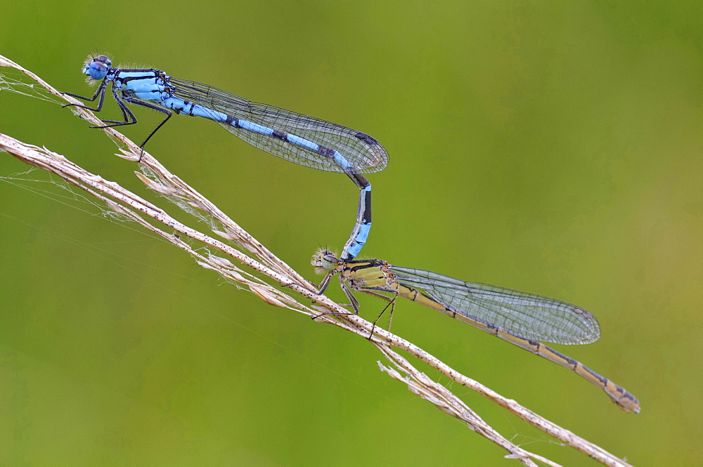 azur damselfly mating azur damselflies