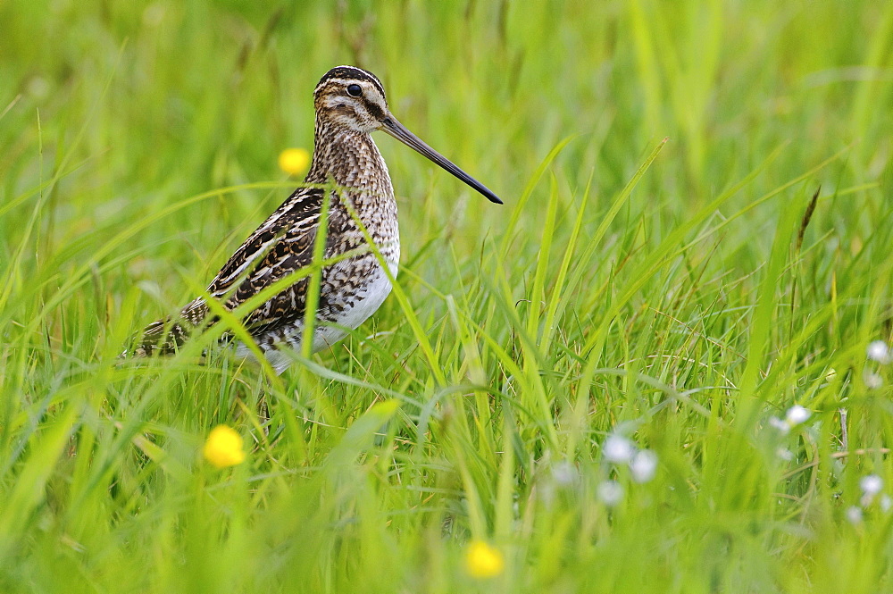 common snipe common snipe in grass portrait