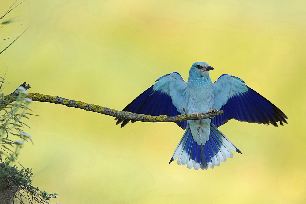 common roller roller male perched on branch spreading wings Bulgaria