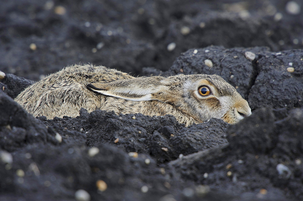 European hare hare is hiding in the field camouflage protection behavior