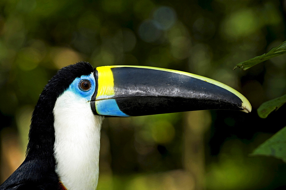 white-throated toucan portrait side view Peru South America Animals