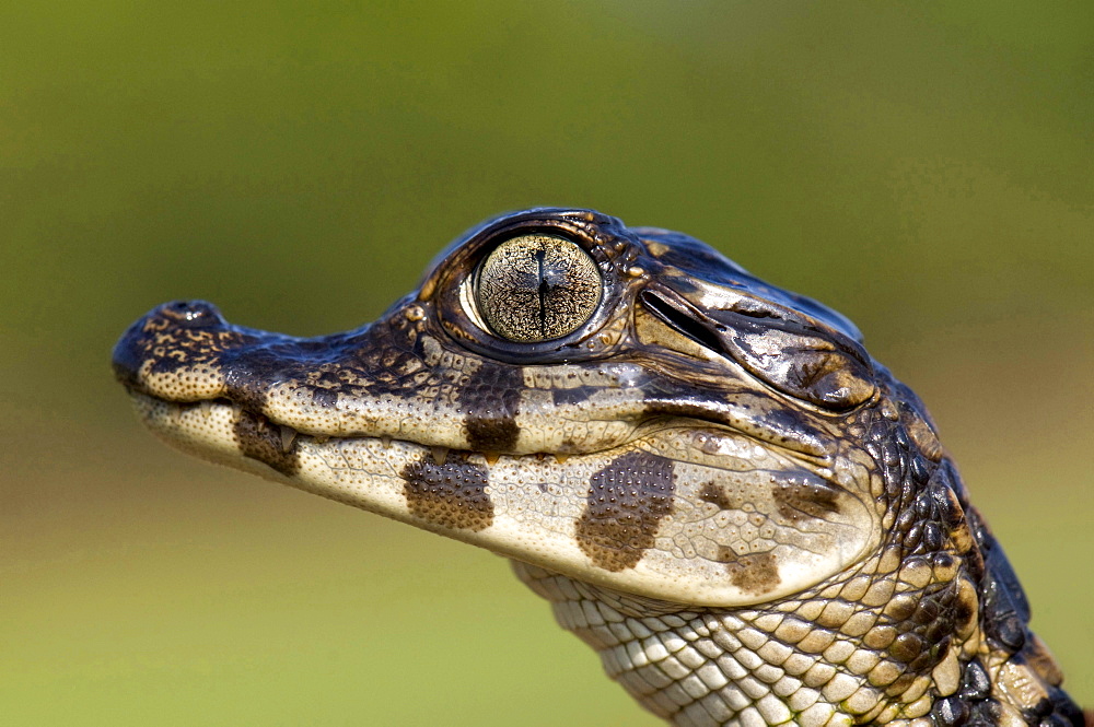 yacare caiman young animal portrait side view Pantanal Brazil South America Animals