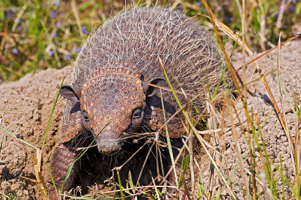 six-banded armadillo between mound of earth front view Pantanal Brazil South America Animals