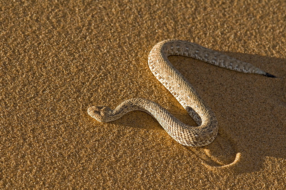 dwarf puff adder sidewinder snake moving on sand view from above Namib desert Namibia Africa