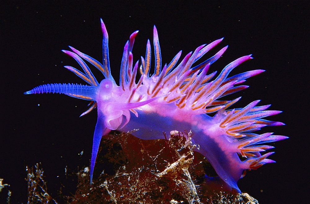 pink flabellina Mediterranean