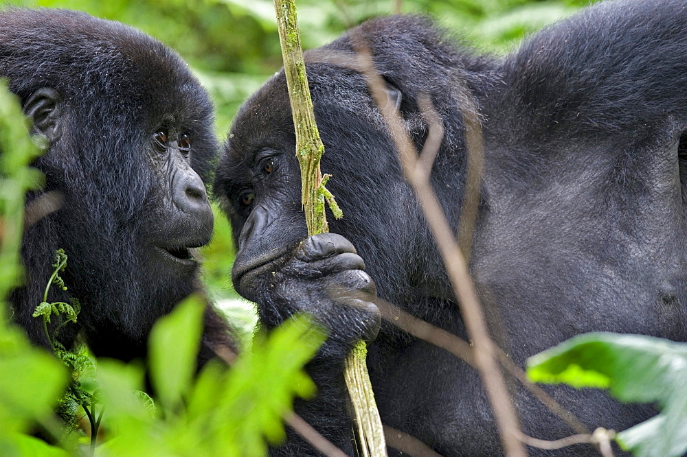 mountain gorilla Two Gorillas communicating Virunga Mountains Rwanda Africa