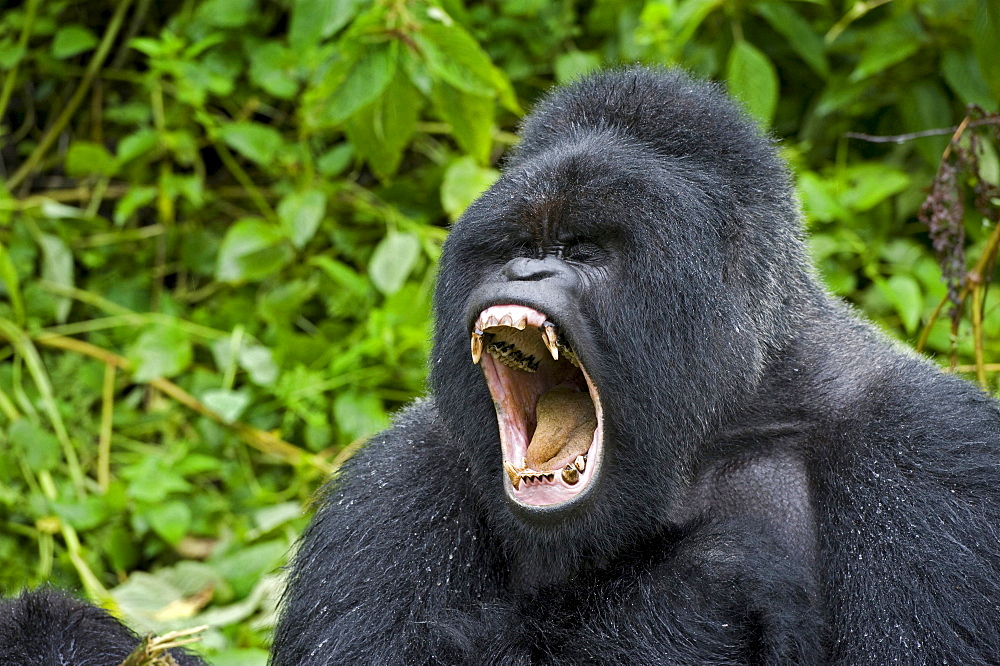 mountain gorilla Male Gorilla silverback roaring Virunga Mountains Rwanda Africa