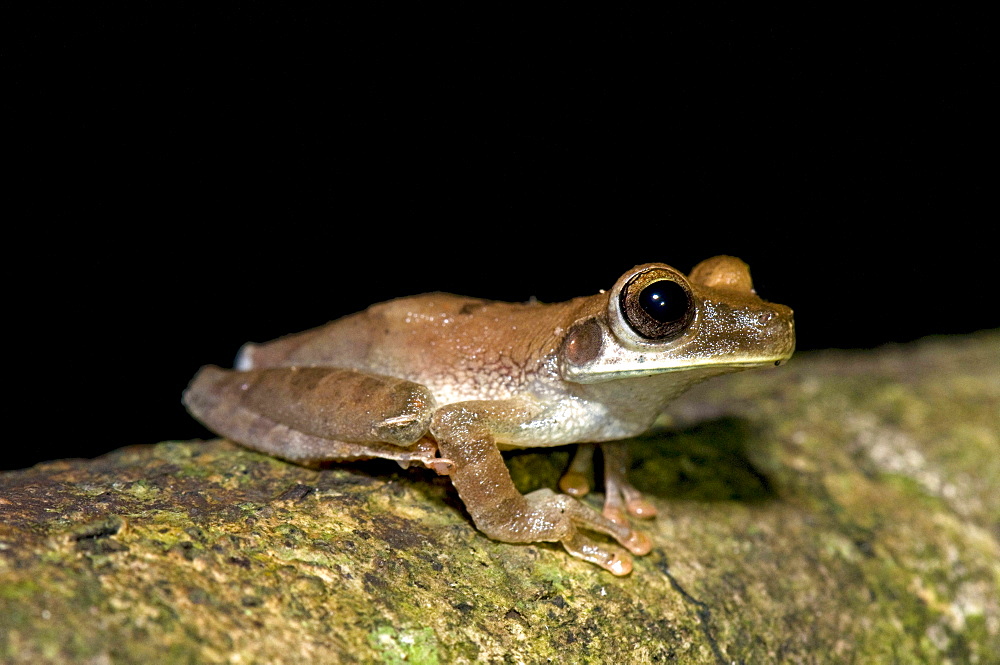 Rocket Treefrog sitting on branch night shot side view Peru South America Animals