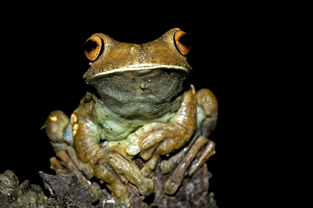 rusty treefrog or giant gladiator treefrog male sitting on branch night shot front view Peru South America Animals Night Shot