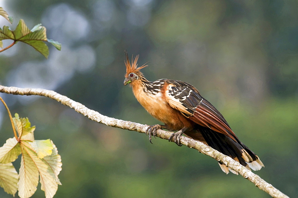 hoatzin sitting on branch side view Ecuador South America Animals