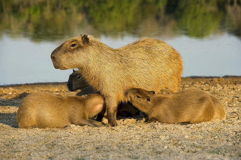 capybara dam suckling young animals side view Brazil South America Animals