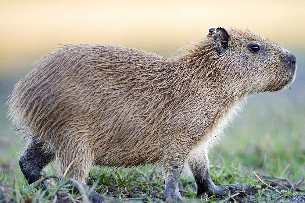 capybara full body side view Brazil South America Animals