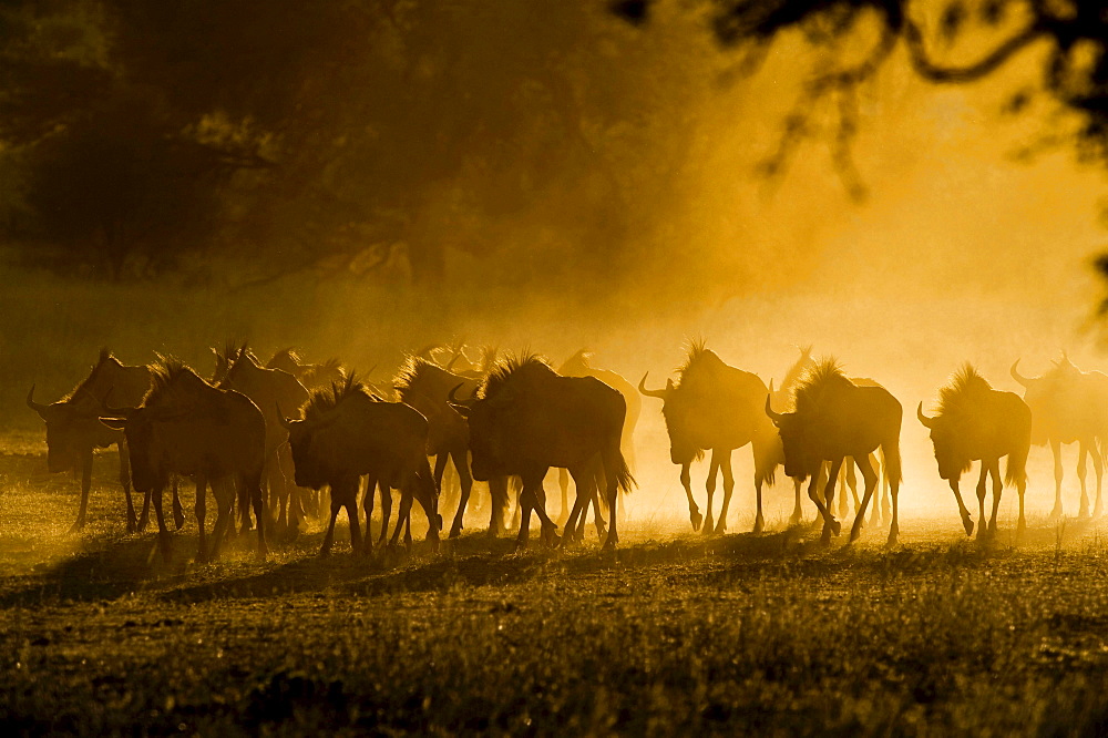 blue wildebeest or Common Wildebeest herd at sunrise contre-jour Kgalagadi National Park South Africa South Africa Africa Animals