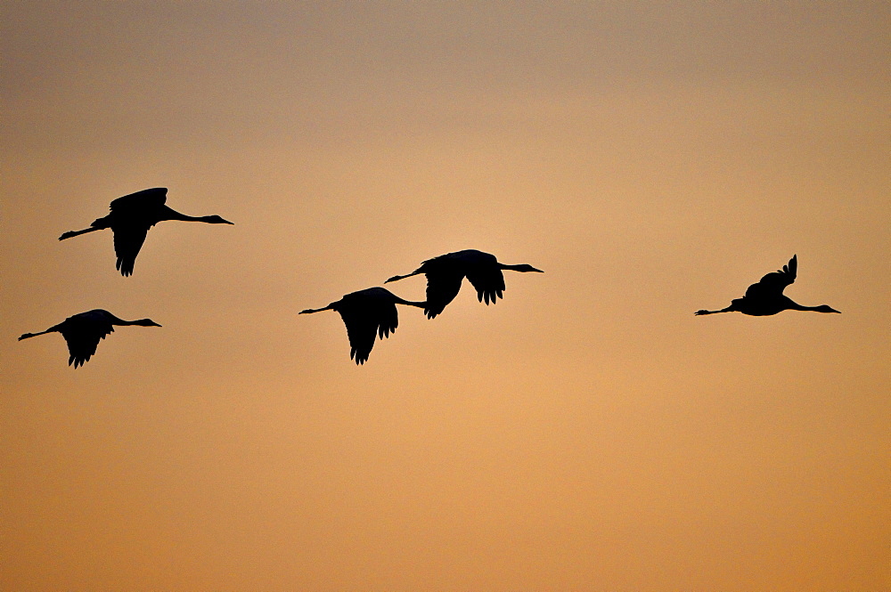 crane group of flying cranes formation sunset Mecklenburg-Vorpommern Germany