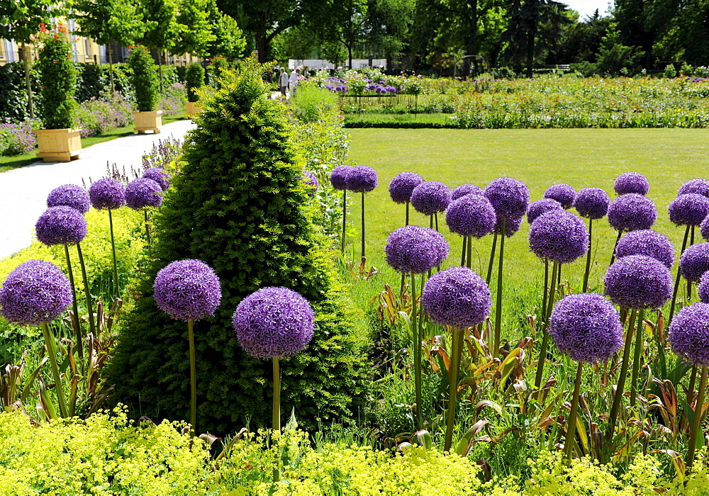 leek with decorative purple flower balls Saxony-Anhalt Germany Botanical