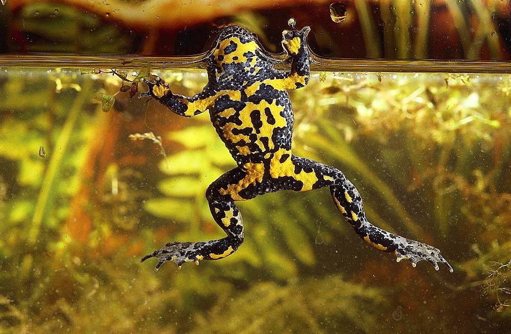 yellow-bellied toad or variegated toad toad