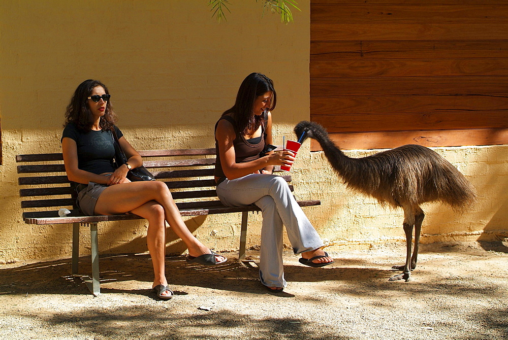 emu emu looking for food and two woman sitting on a bench in zoo portrait Zoo Sydney New South Wales Australien