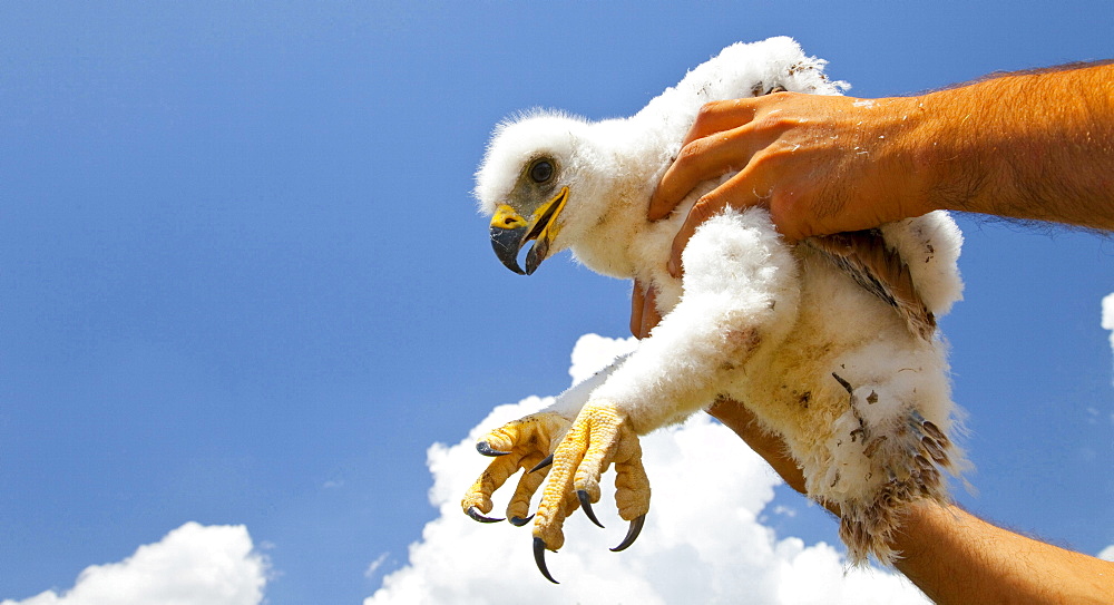 Spanish imperial eagle imperial eagle juvenile rescue of chick Sierra Morena Andalusia Spain Animals