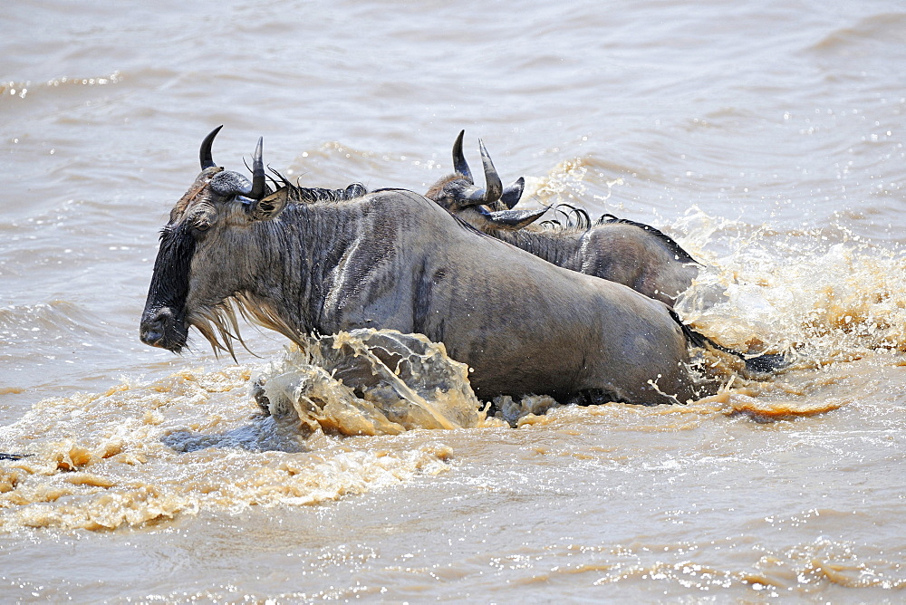 wildebeest or brindled gnu wildebeest herd on migration crossing Mara River Masai Mara National Park Kenya Africa Animals Nature