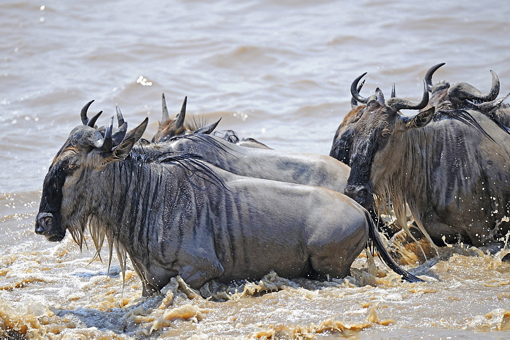 wildebeest or brindled gnu wildebeest herd on migration crossing Mara River Masai Mara National Park Kenya Africa Animals Nature