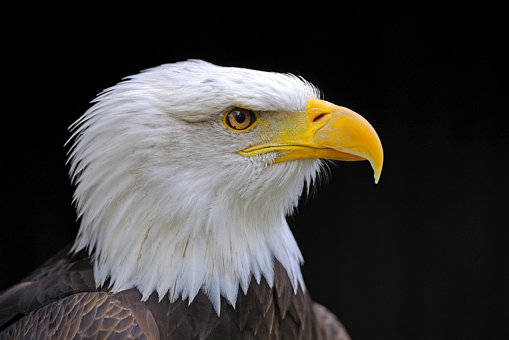 bald eagle bald eagle head portrait Animals