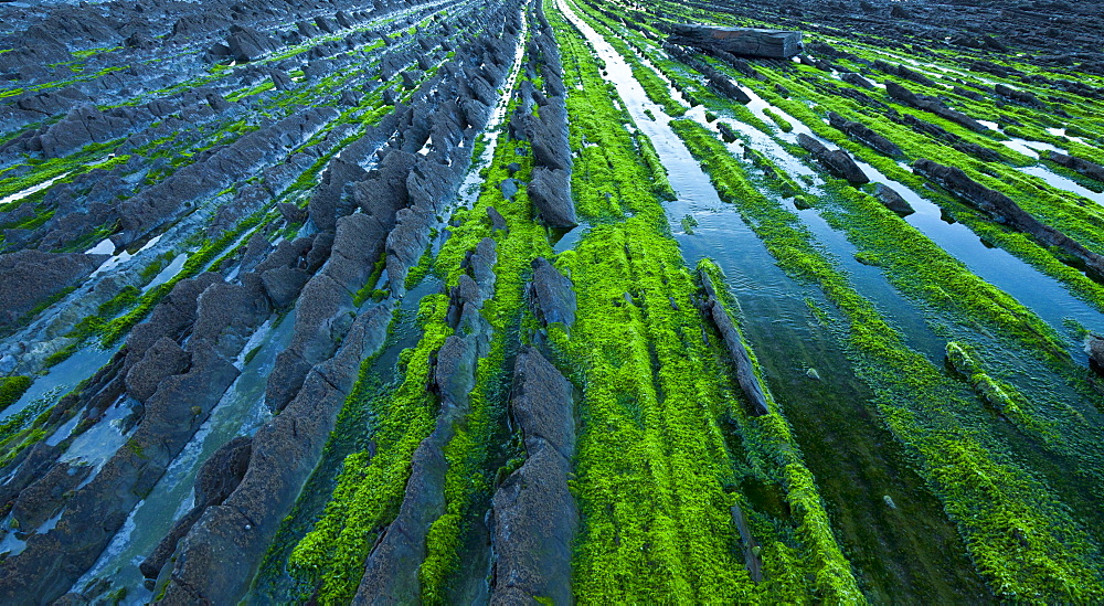 parallel rock formations on sea shore in tidal zone of sea outdoors La Rasa Mareal flysch cliffs algae alga algal growth Basque Country Spain Europe