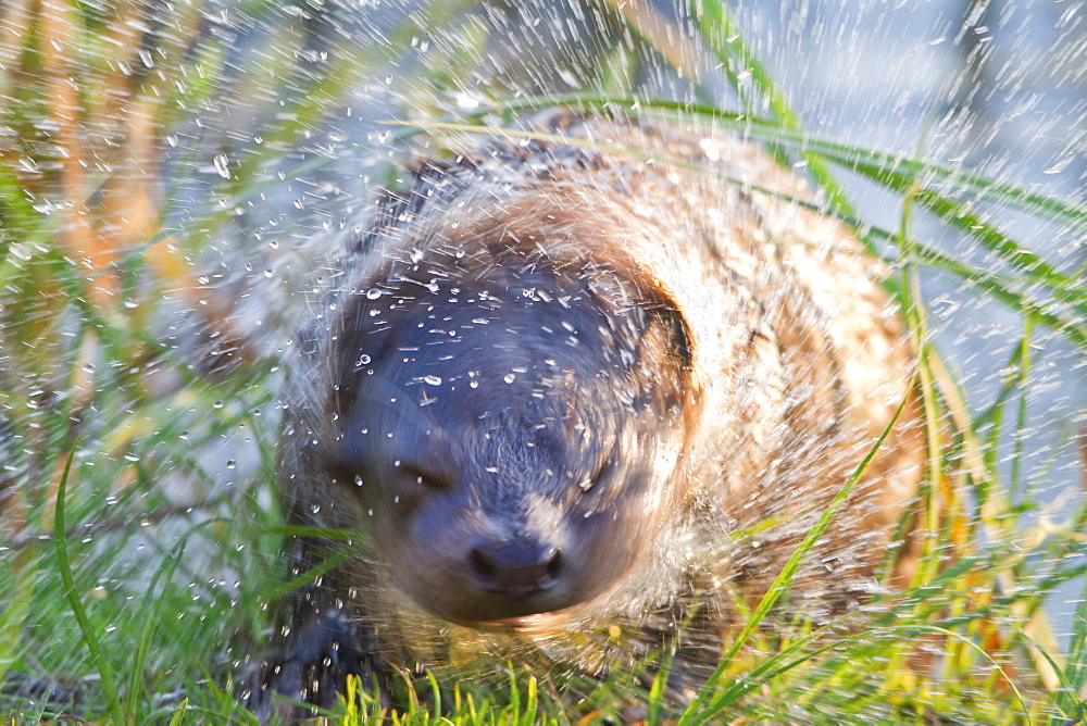 European otter otter shakes up at shore of Prestvannet lake Troms county Norway Animals