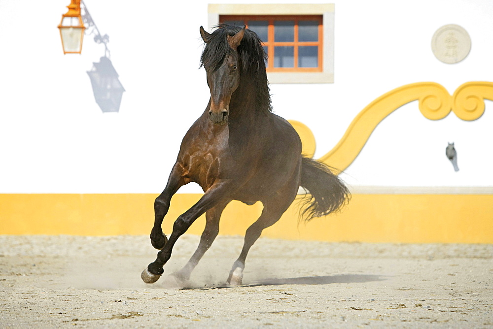 horse Alter Real horse stallion stud Alter Do Chao Portugal Europe