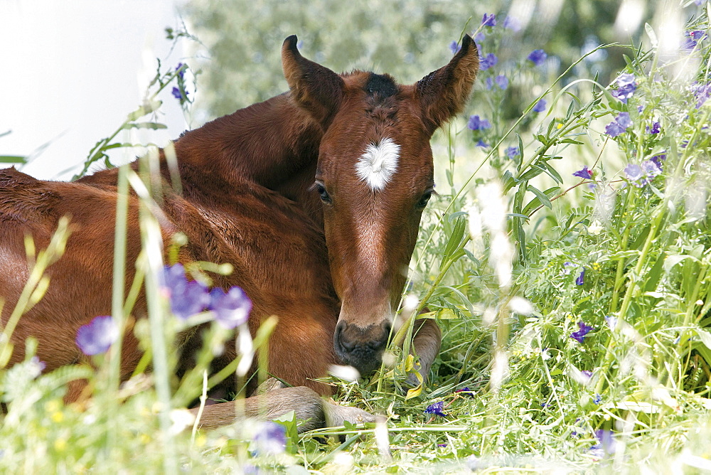 horse Alter Real horse foal lying in meadow portrait stud Alter Do Chao Portugal Europe