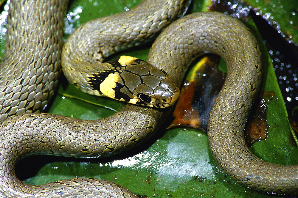 ringed snake or grass snake ringed snake water lily