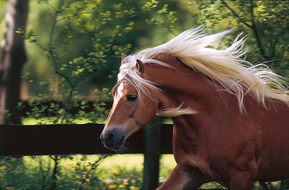 horse Haflinger stallion name: Smudo portrait Pony Park Padenstedt Germany Europe