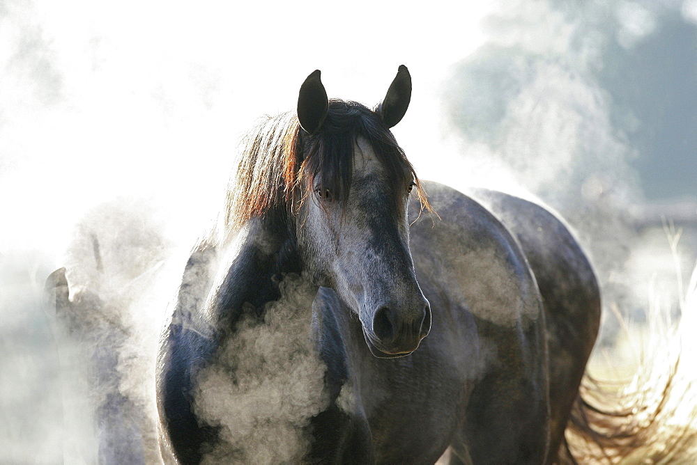 horse Lusitano mare in the morning stud Shangrila farm USA North America America