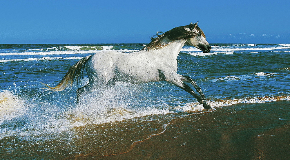 horse Lusitano stallion name: Ibernil galopping on the beach sea Picadero Roche Spain Europe