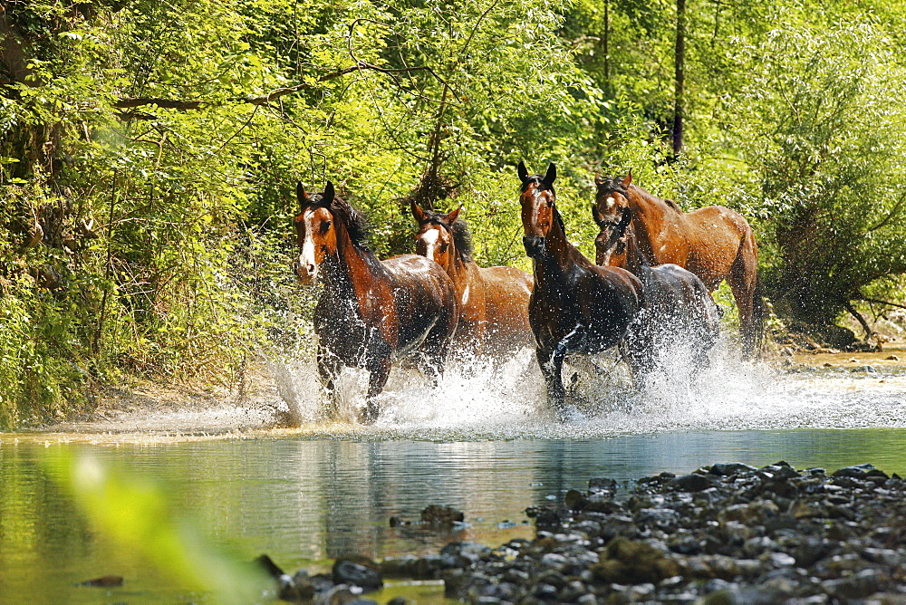 horse Maremmano horse herd nature park of Maremma Tuscany Italy Europe