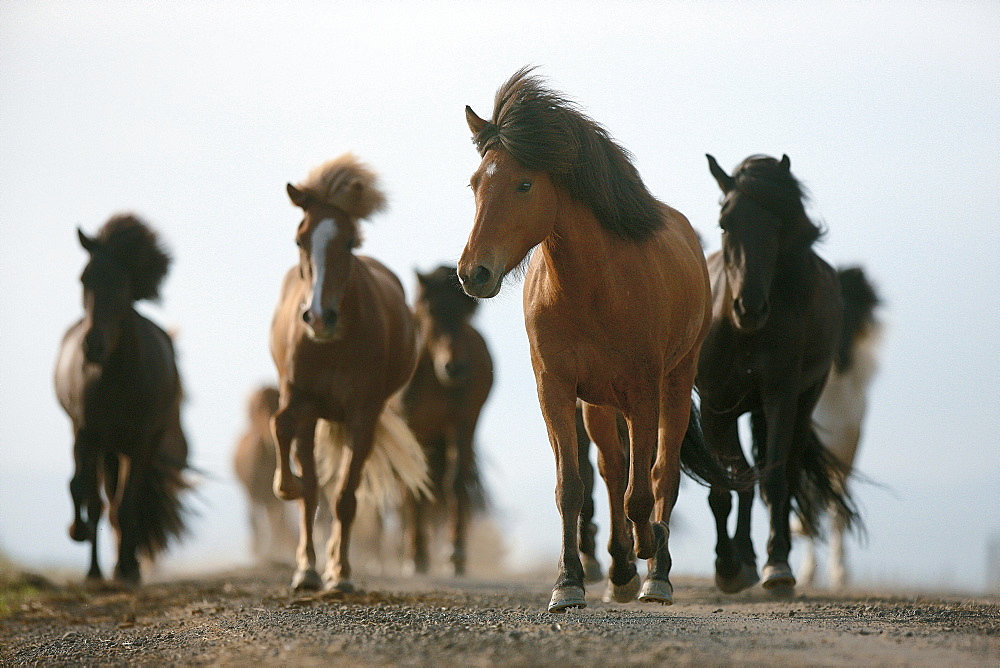 horse Icelandic horse horses at the roadside Iceland Europe