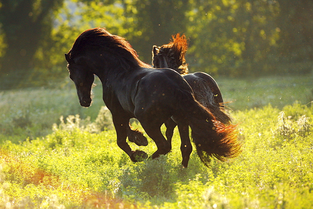 horse Friesian Frisian two stallions names: Phebus and Paulus galopping across pasture owner Frederic Pignon France Europe