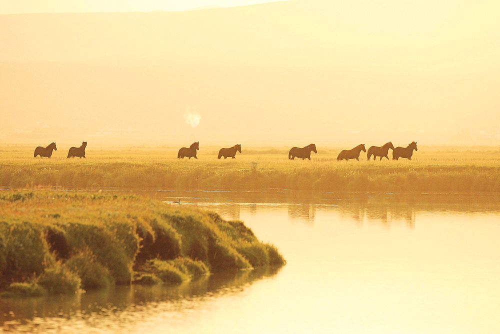 horse Icelandic horse horses herd in the evening evening light Iceland Europe