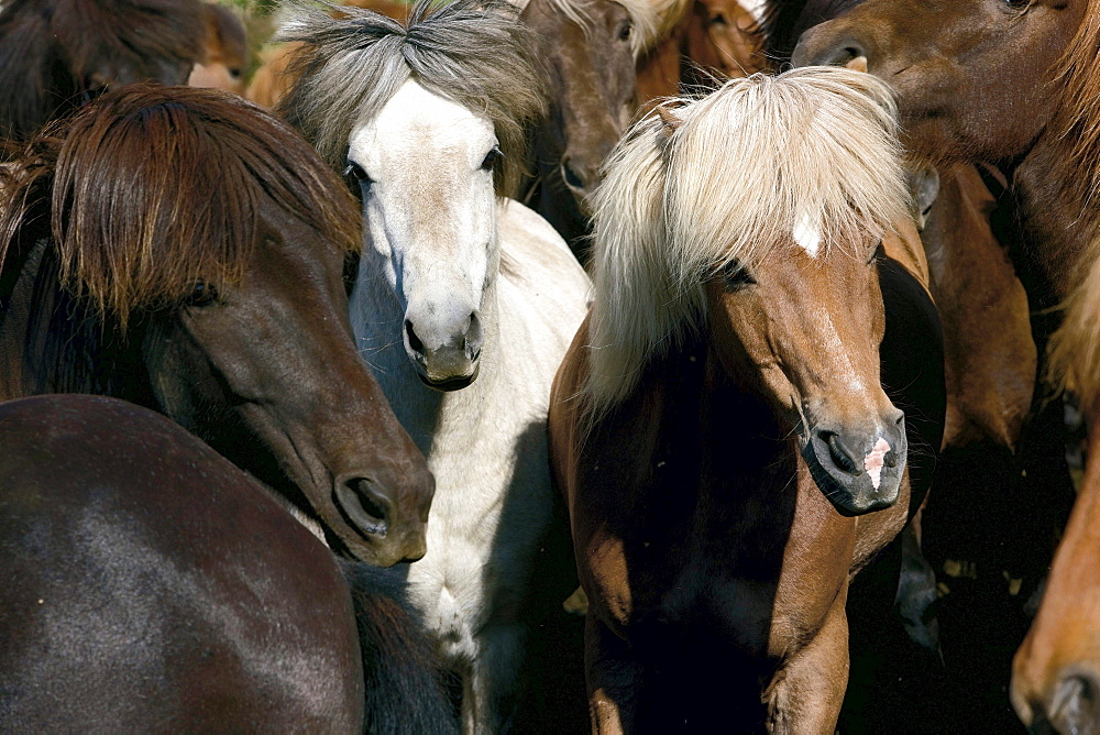 horse Icelandic horse horses herd close up portrait Iceland Europe