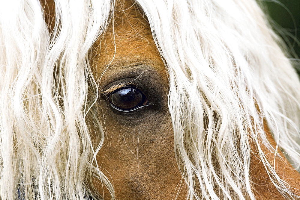 horse Haflinger stallion name: Novaris stud Haflinger Hengststation Waldner Italy Europe