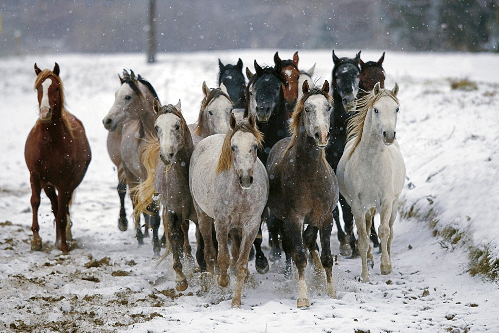 horse Arabian Arab horse young stallions herd group on snow winter national stud Babolna Hungary Europe