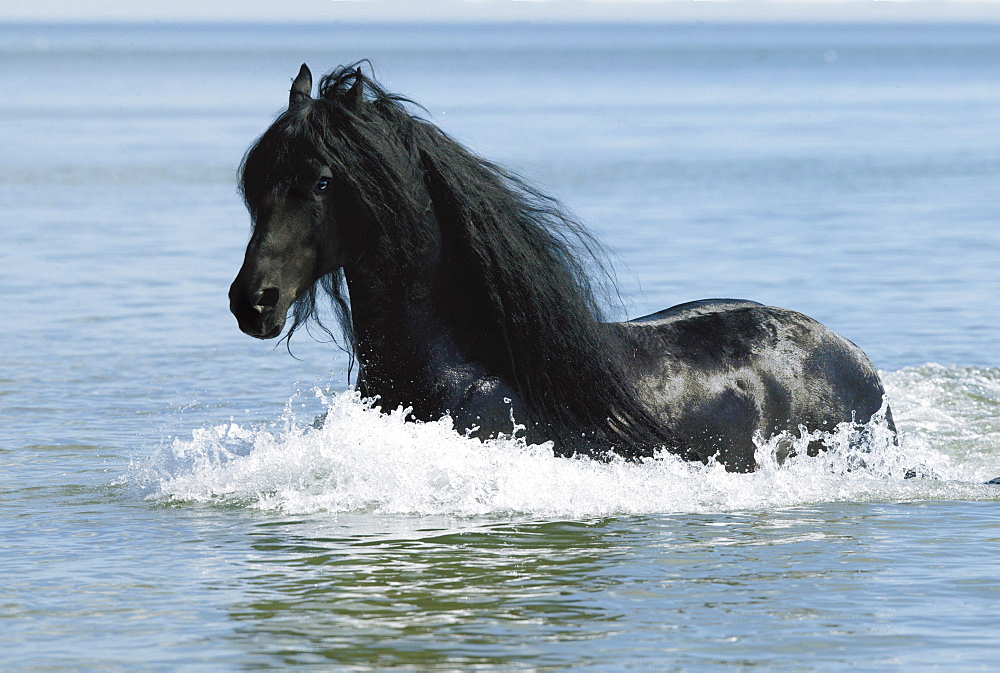 horse Friesian Frisian stallion name: Anne 340 in lake water stud Friesian Dreams USA North America America