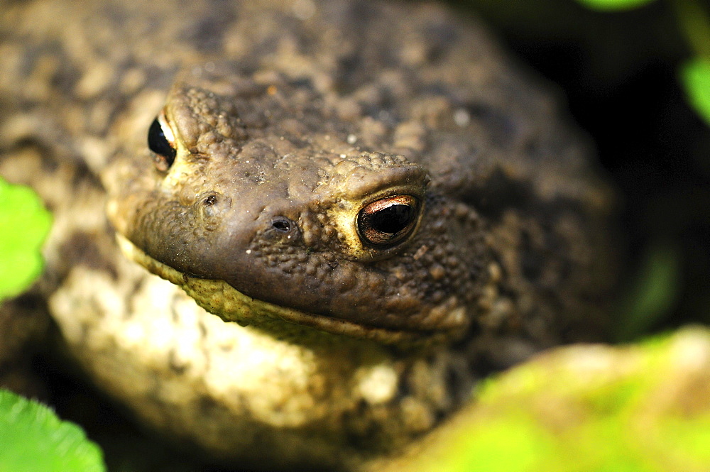 common toad portrait toad in humid hiding place summer Animals