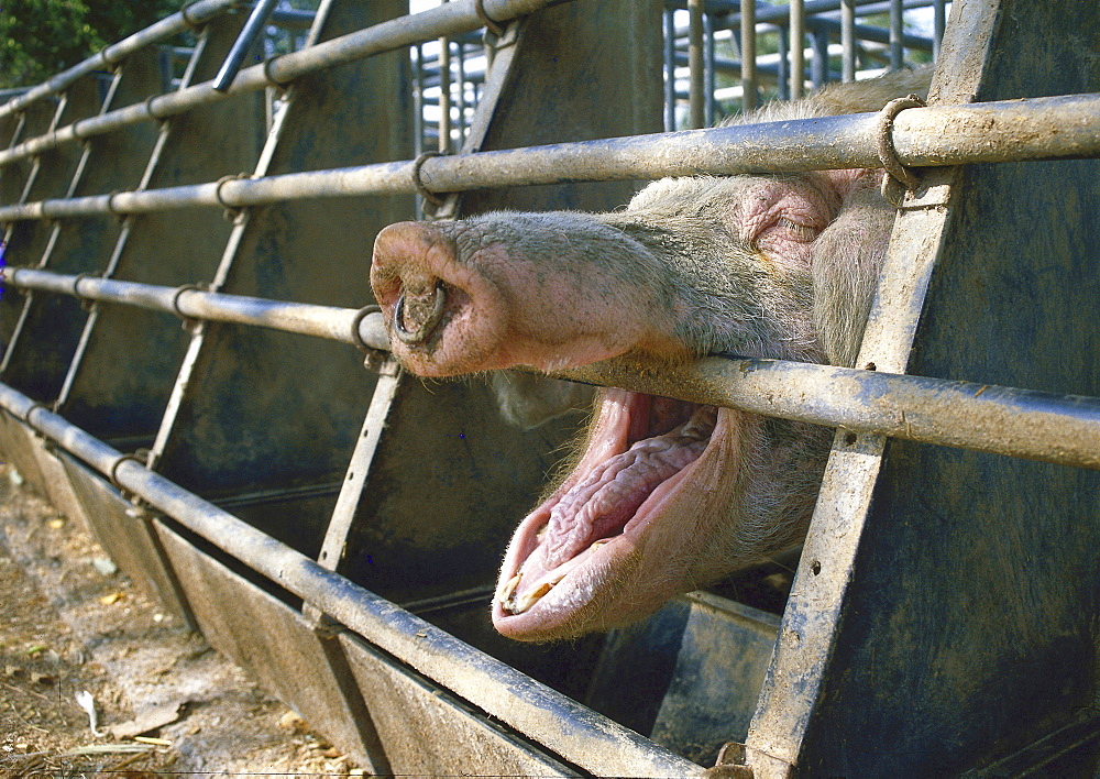 domestic pig Animals Portrait of pig biting in branches stall Tiengen Freiburg Germany