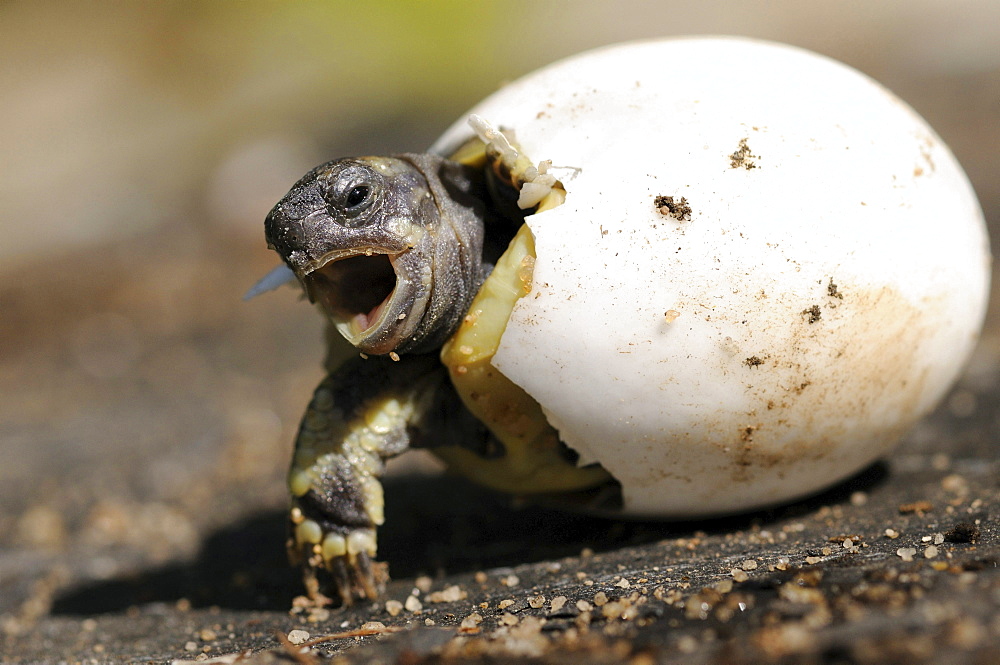 spur-tailed Mediterranean land tortoise young Greek tortoises hatching from egg Animals