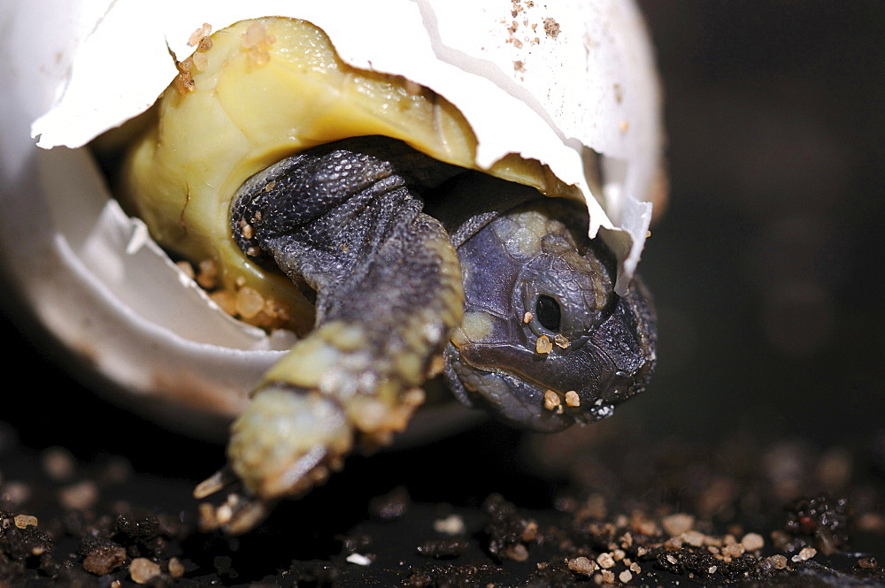 spur-tailed Mediterranean land tortoise young Greek tortoises hatching from egg Animals